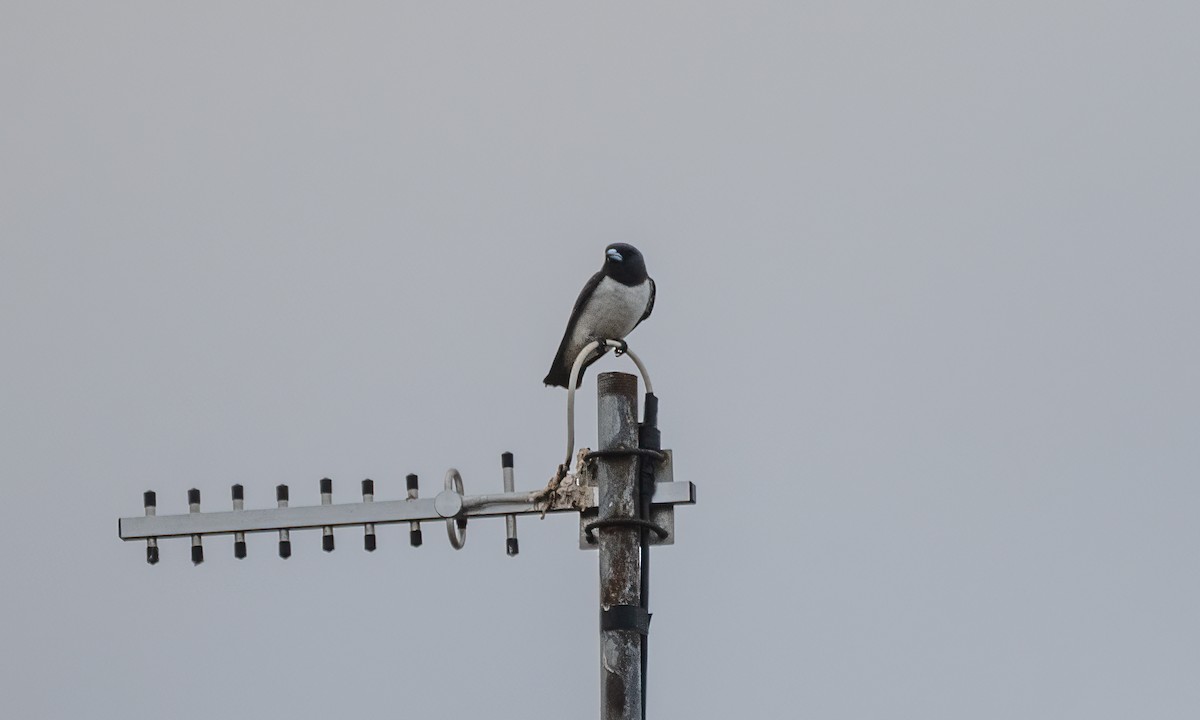 White-breasted Woodswallow - ML617697474