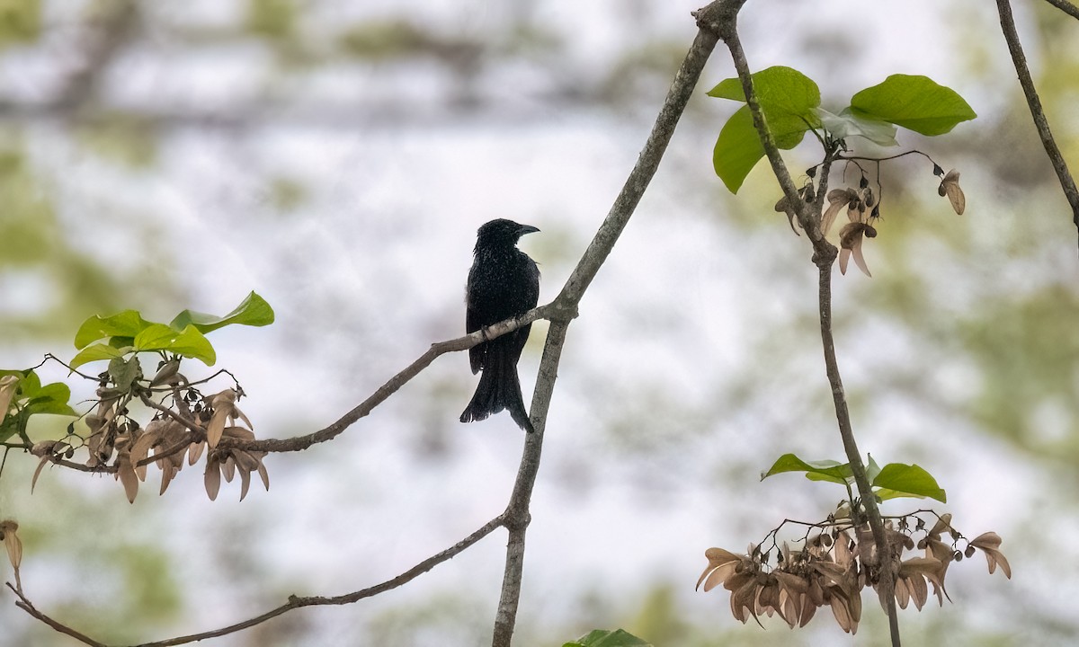 Palawan Drongo (Palawan) - ML617697485