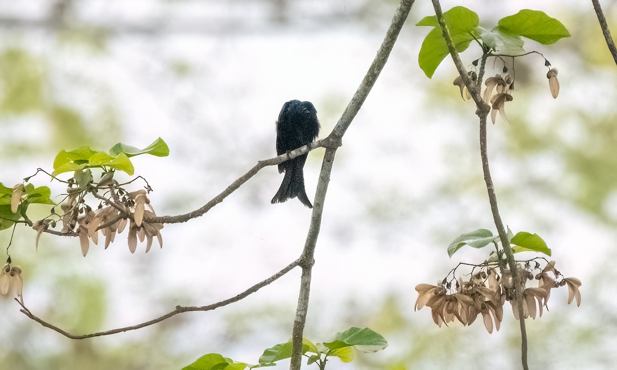 Palawan Drongo (Palawan) - ML617697486