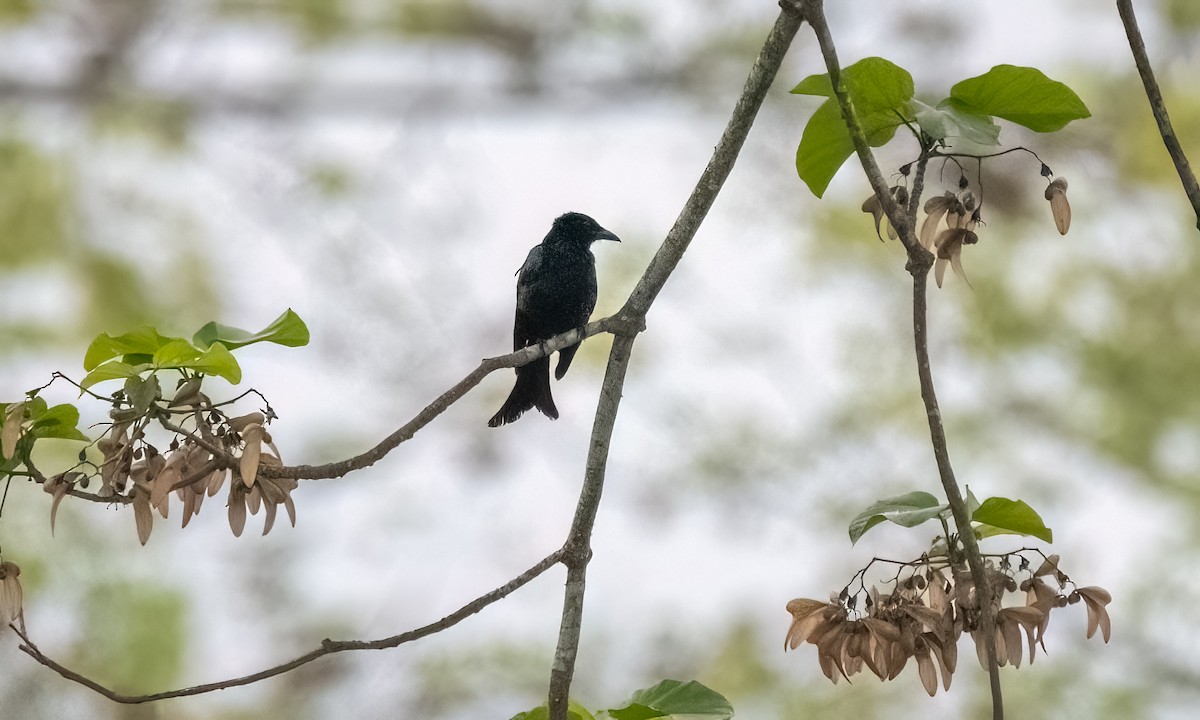 Palawan Drongo (Palawan) - ML617697487