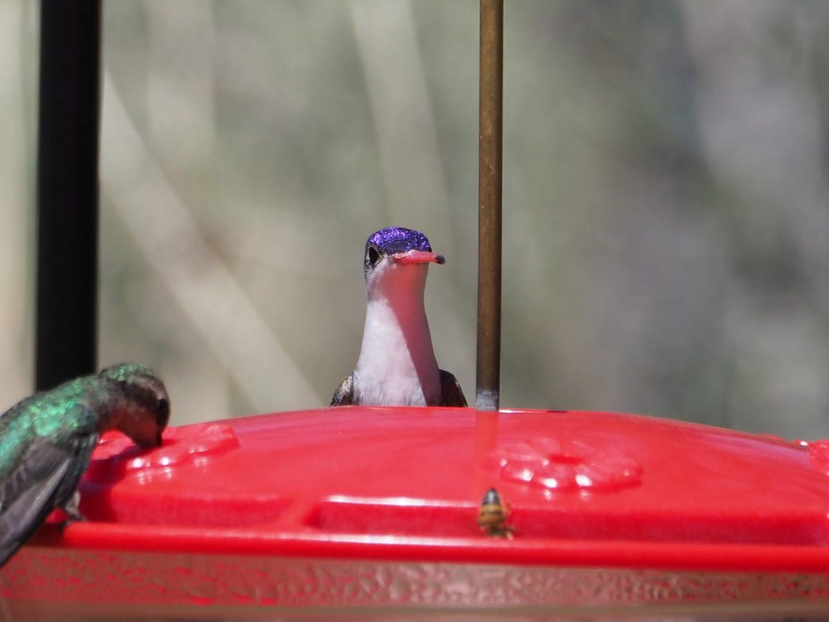 kolibřík fialovokorunkatý - ML617697521