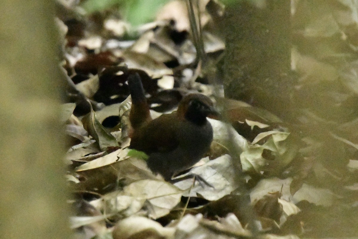 Black-faced Antthrush - ML617697525