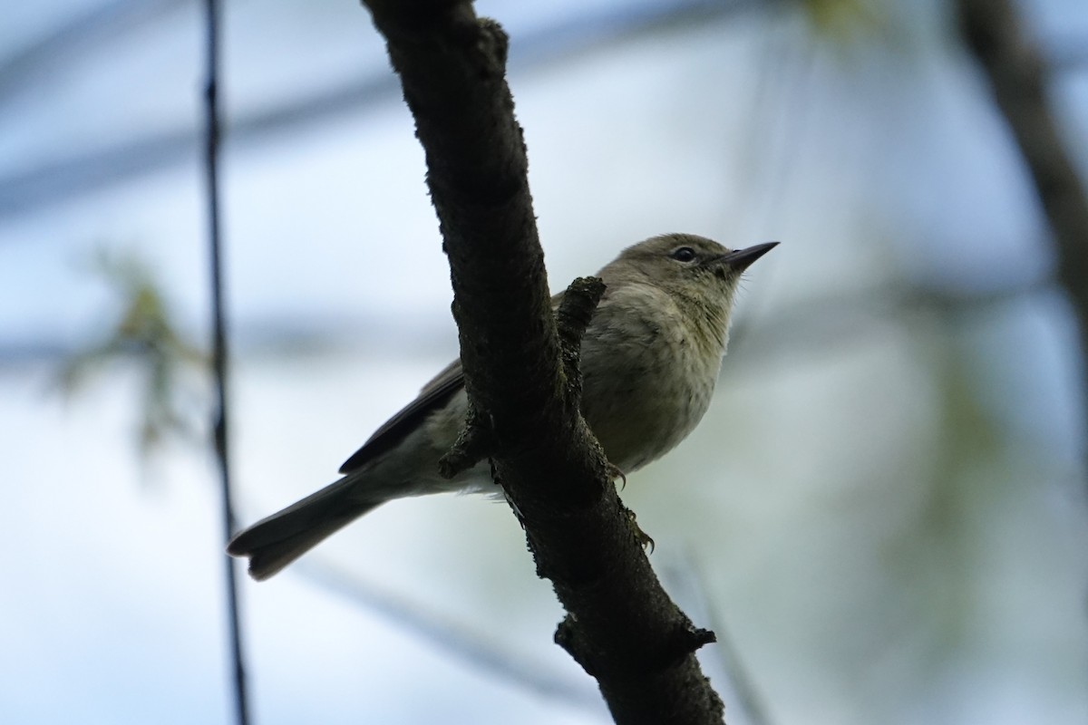 Pine Warbler - Yue Huang