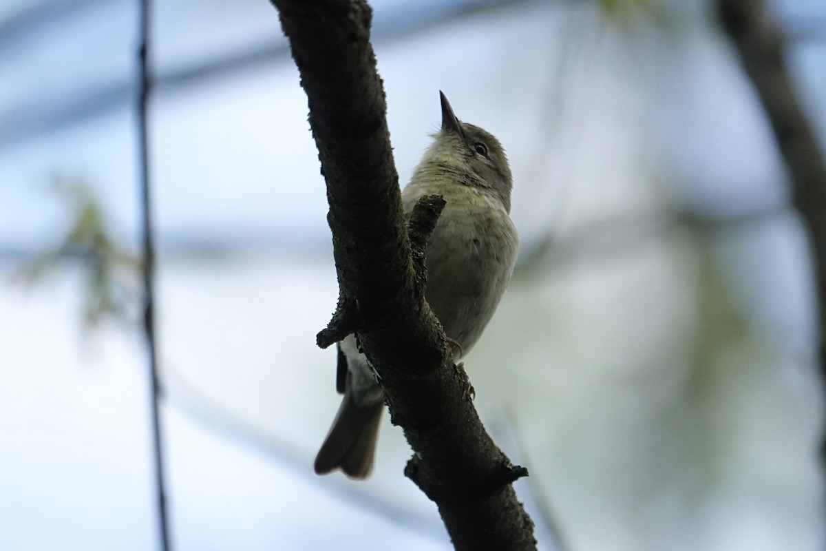 Pine Warbler - Yue Huang