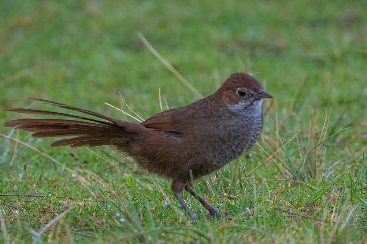 Rotkopf-Borstenvogel - ML617697545