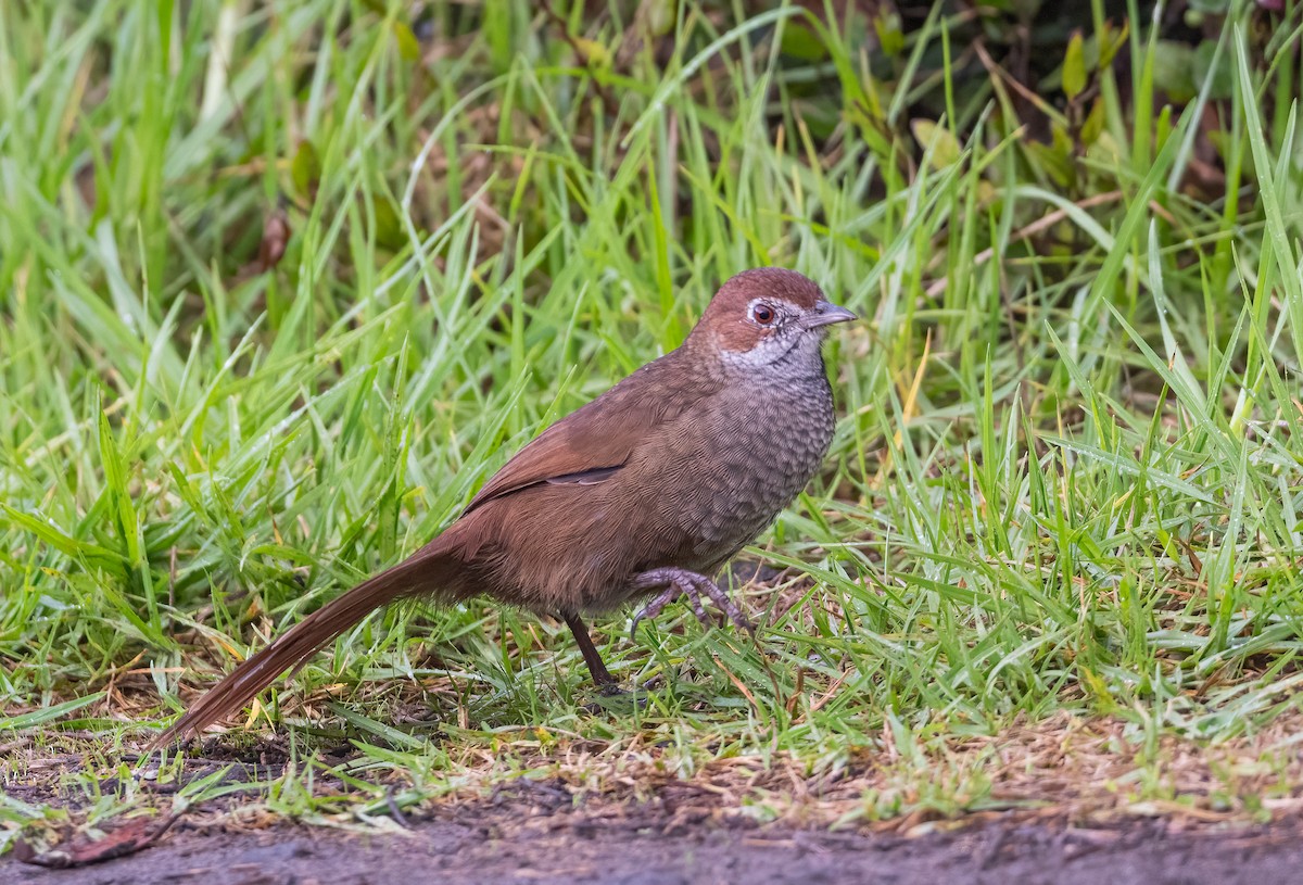 Rufous Bristlebird - ML617697547