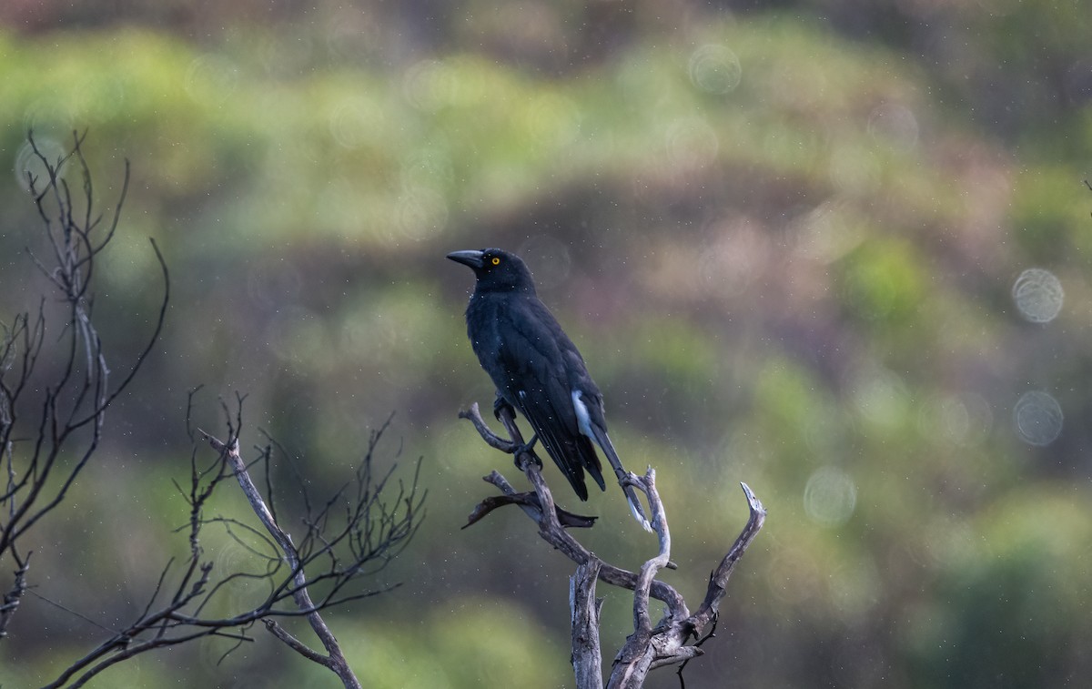 Pied Currawong - ML617697566