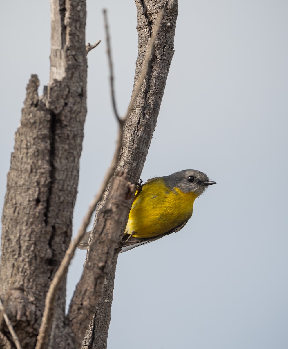 Eastern Yellow Robin - ML617697573