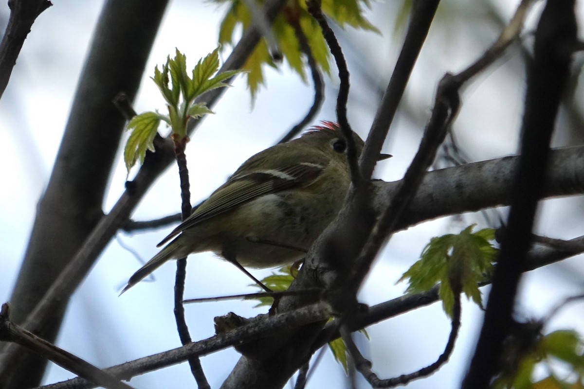 Roitelet à couronne rubis - ML617697585