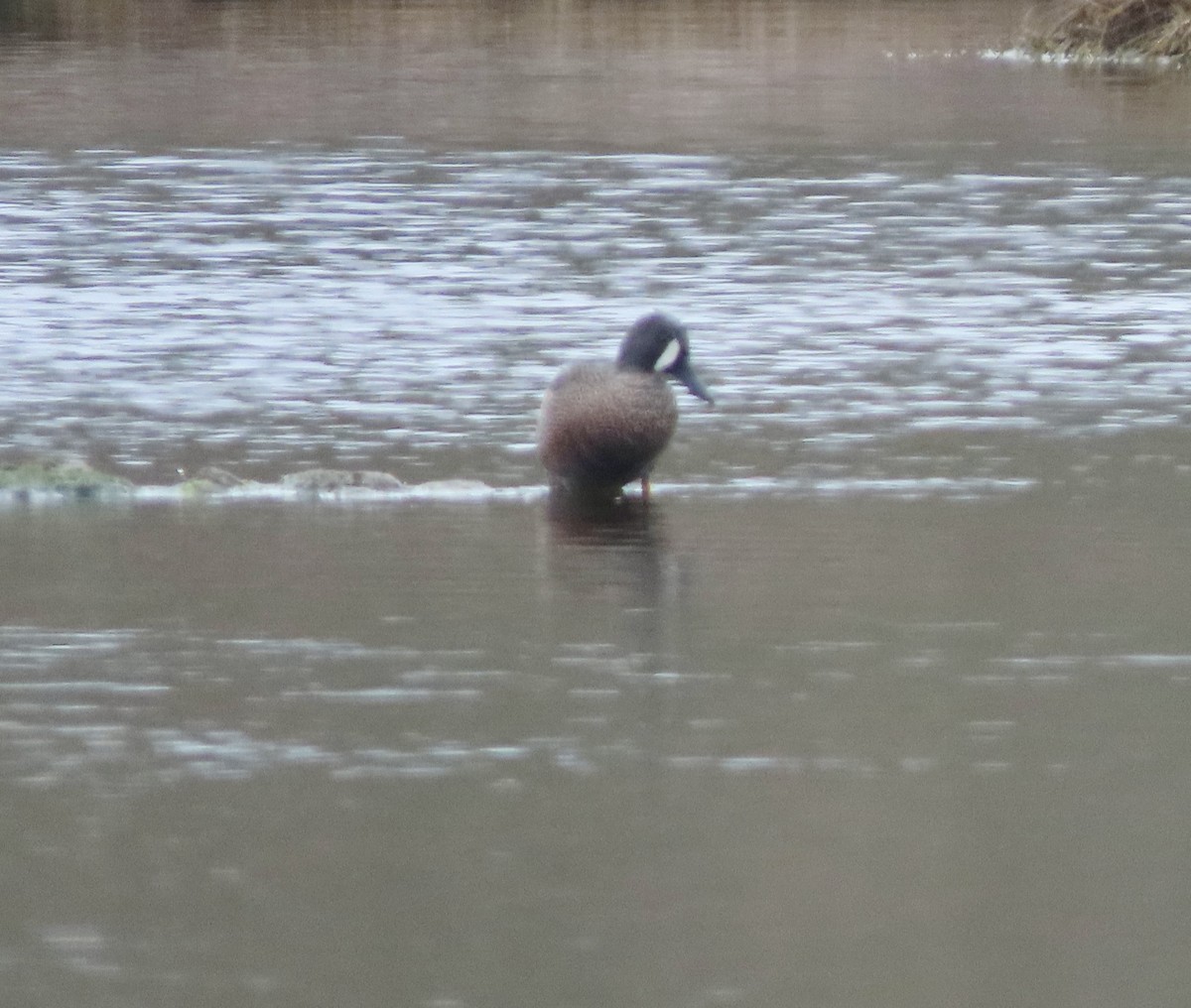 Blue-winged Teal - Laurie Reynolds