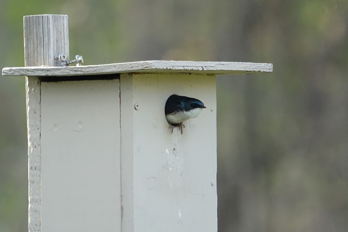 Golondrina Bicolor - ML617697653