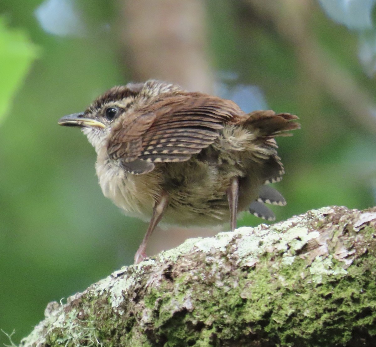 Carolina Wren - ML617697655