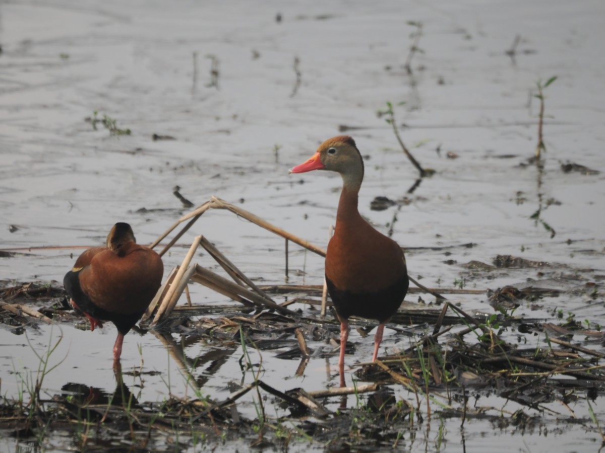 Black-bellied Whistling-Duck - ML617697682