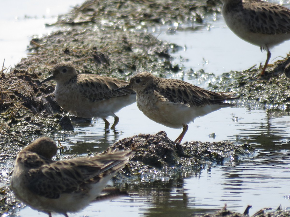 Buff-breasted Sandpiper - ML617697735