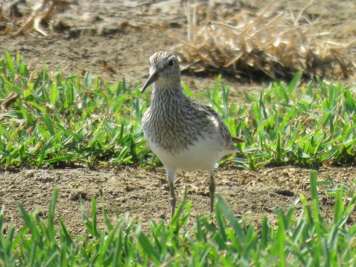 Pectoral Sandpiper - Lisa Cancade Hackett