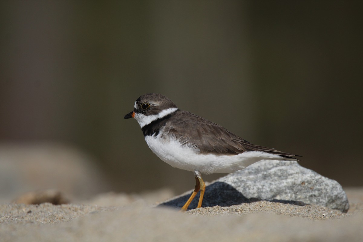 Semipalmated Plover - ML617697779