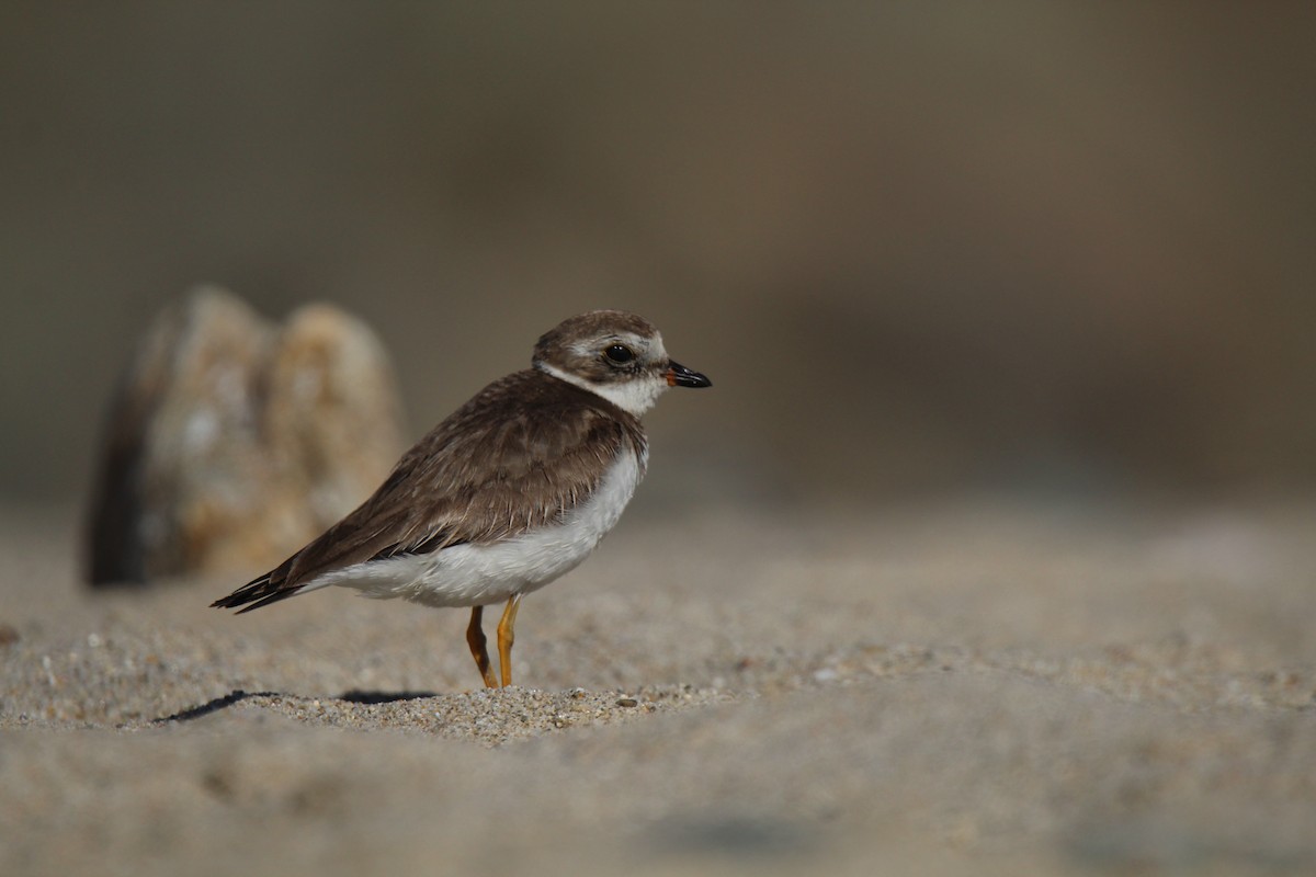 Semipalmated Plover - Jocelyn Pyne
