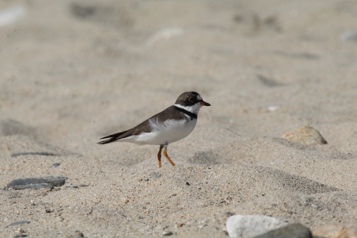 Semipalmated Plover - ML617697781