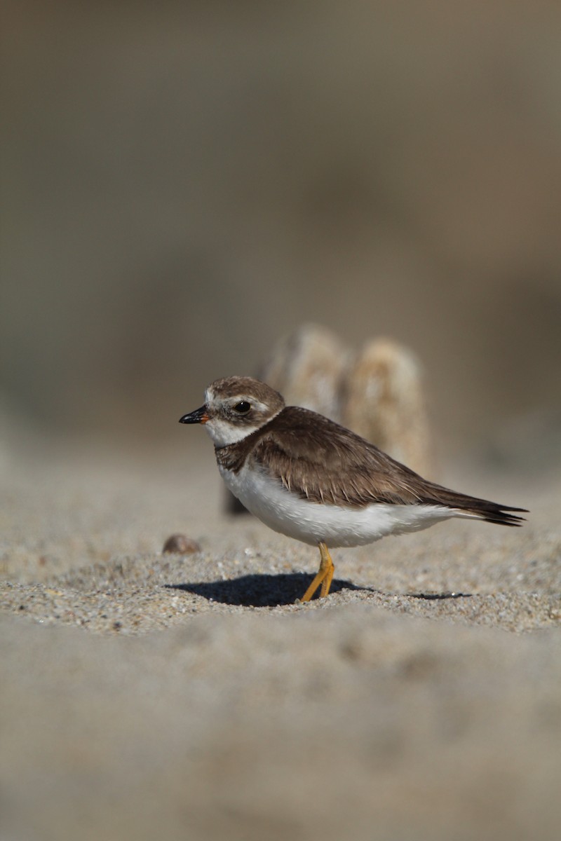Semipalmated Plover - ML617697783