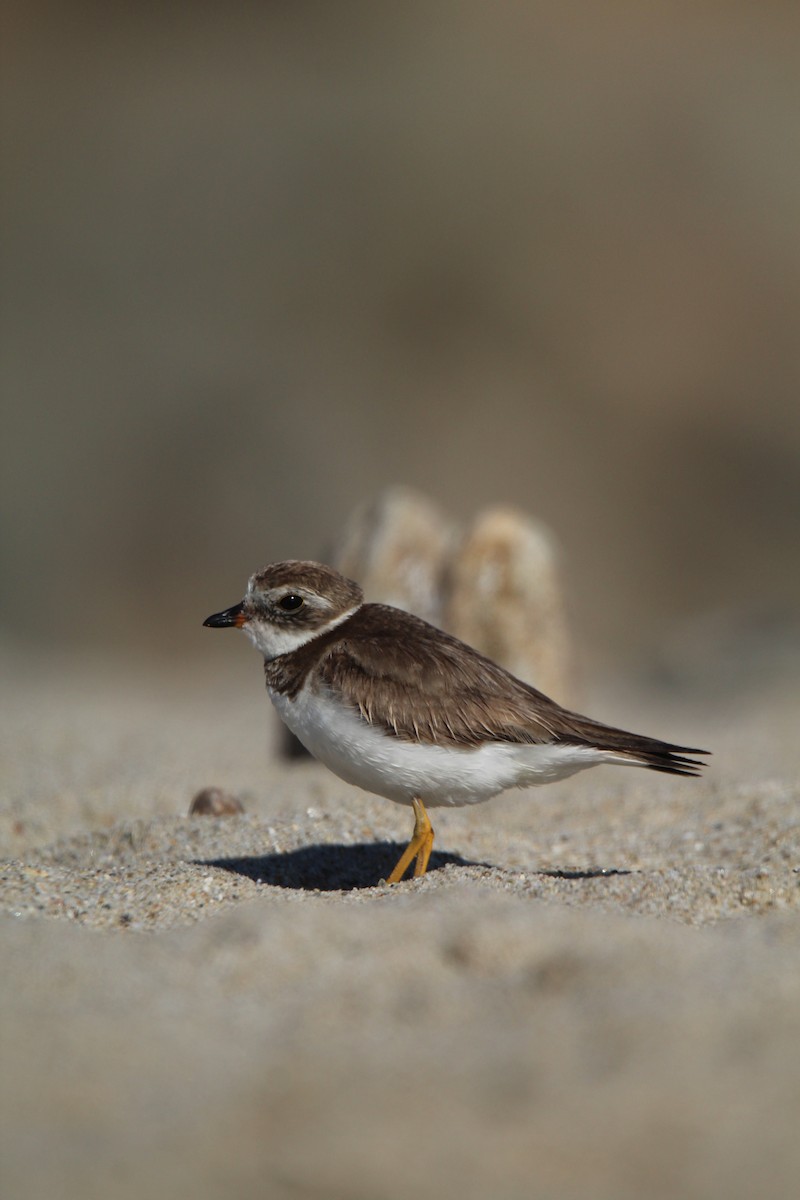 Semipalmated Plover - ML617697784