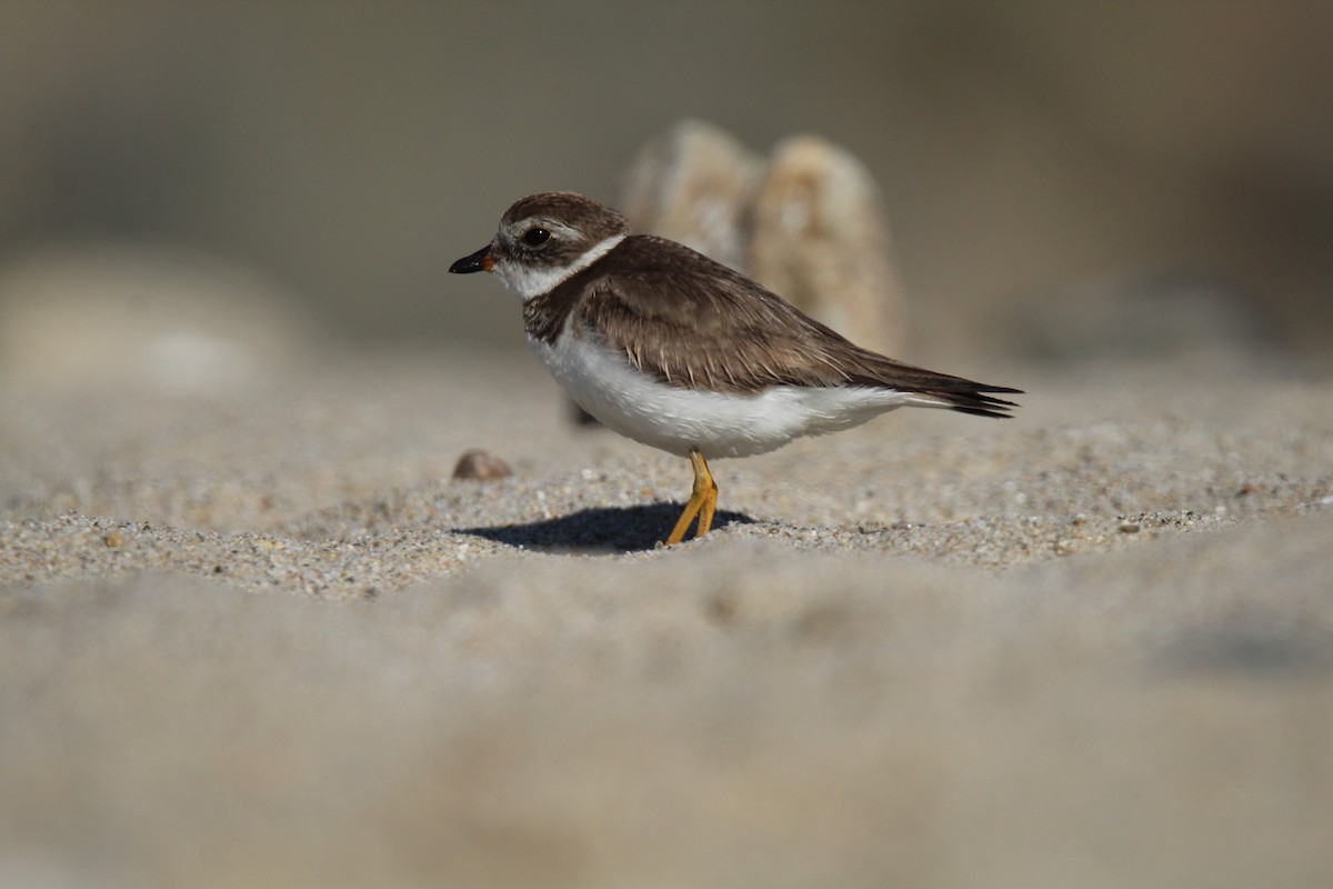 Semipalmated Plover - Jocelyn Pyne