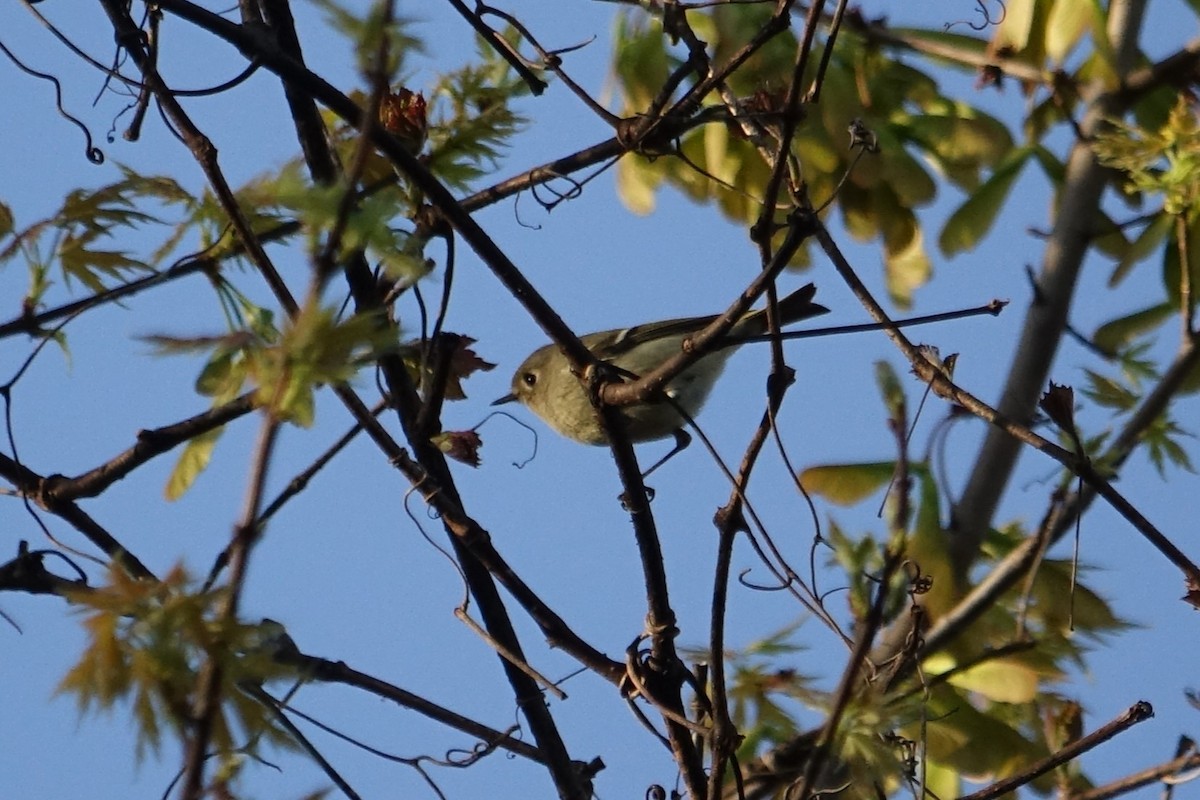 Roitelet à couronne rubis - ML617697786