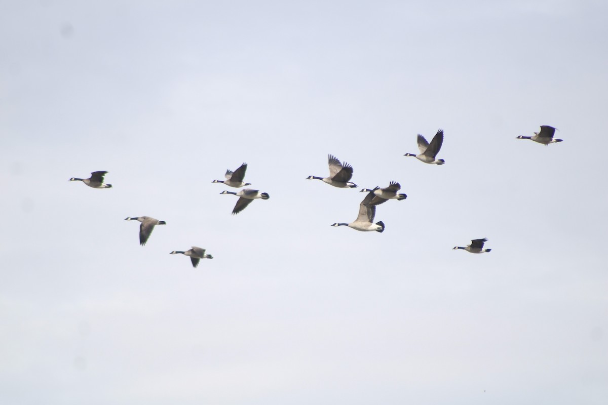 Canada Goose - Sean Cozart