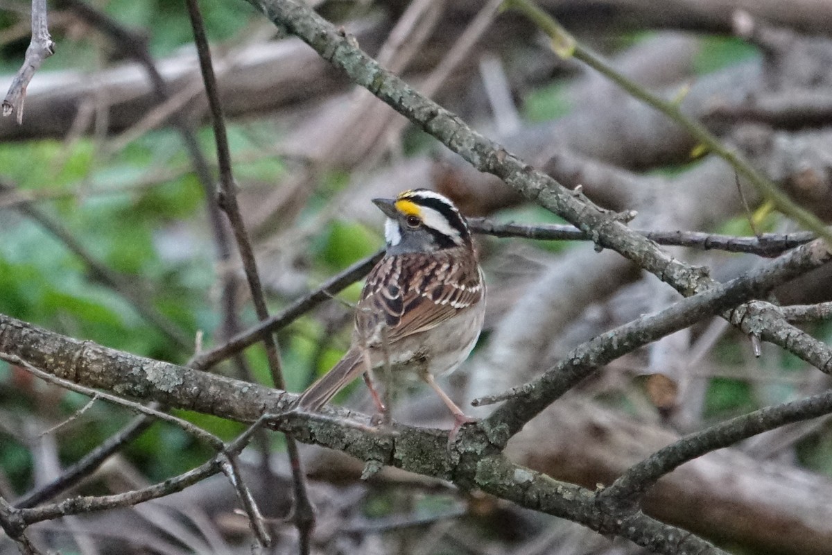 White-throated Sparrow - ML617697821