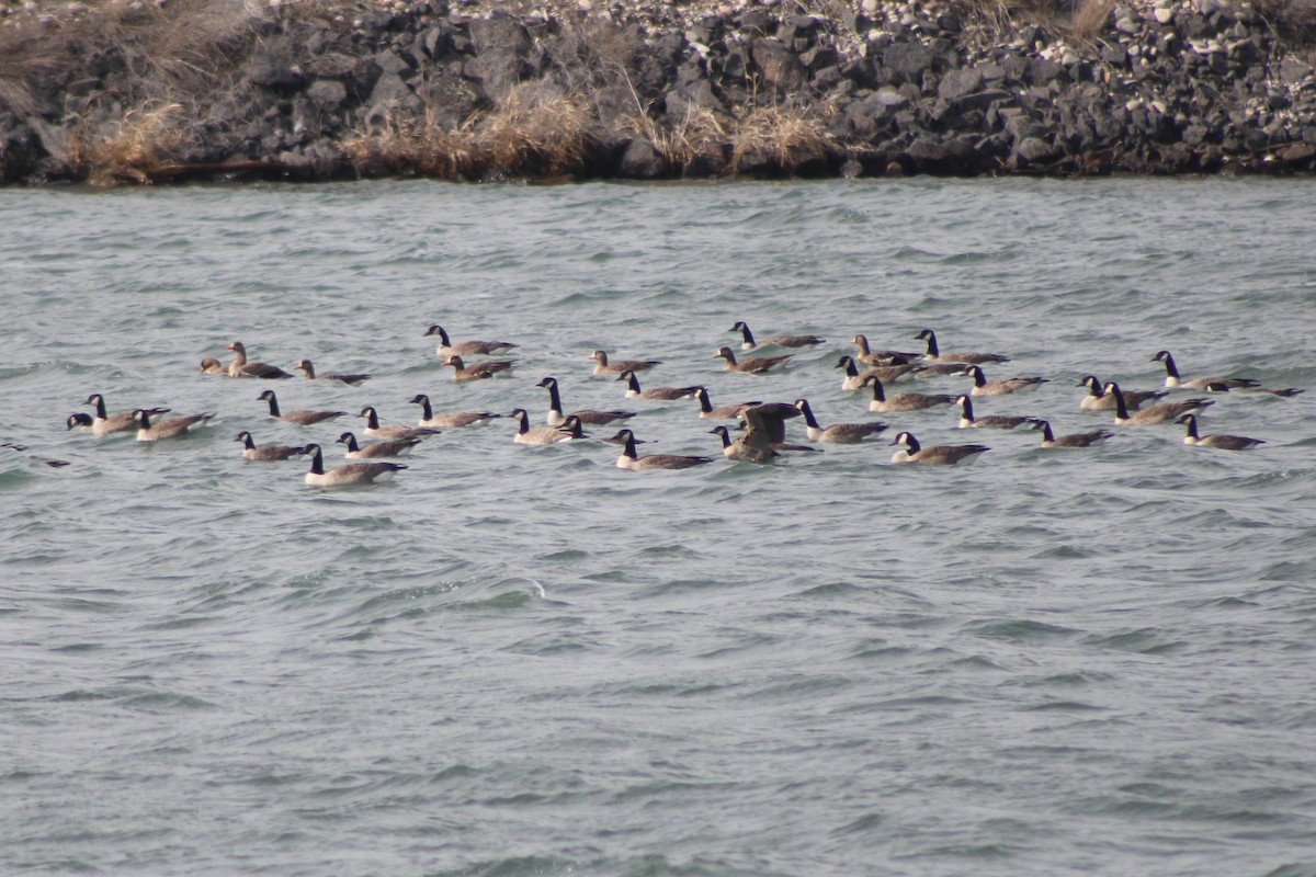 Canada Goose - Sean Cozart