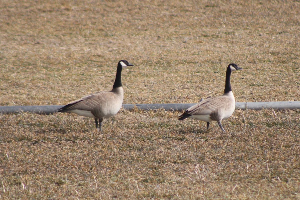 Canada Goose (moffitti/maxima) - Sean Cozart