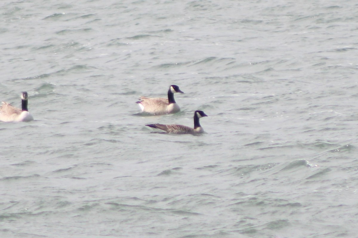 Cackling Goose (Taverner's) - ML617697862