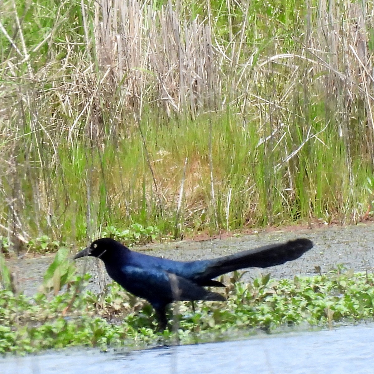 Great-tailed Grackle - ML617697874