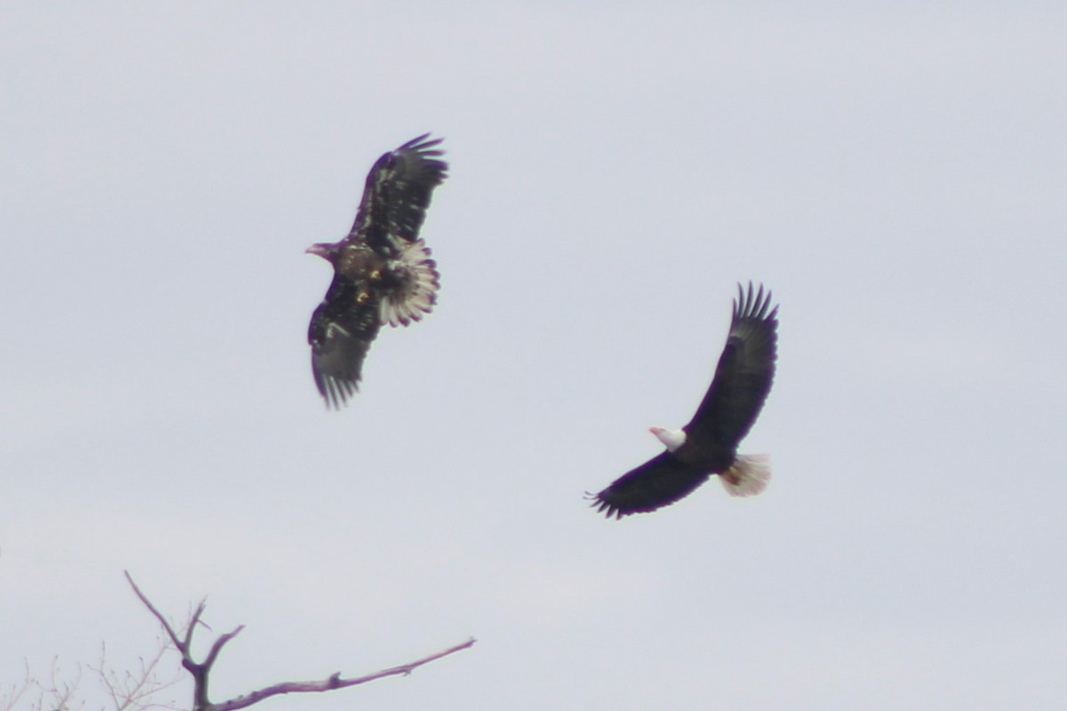 Bald Eagle - Sean Cozart