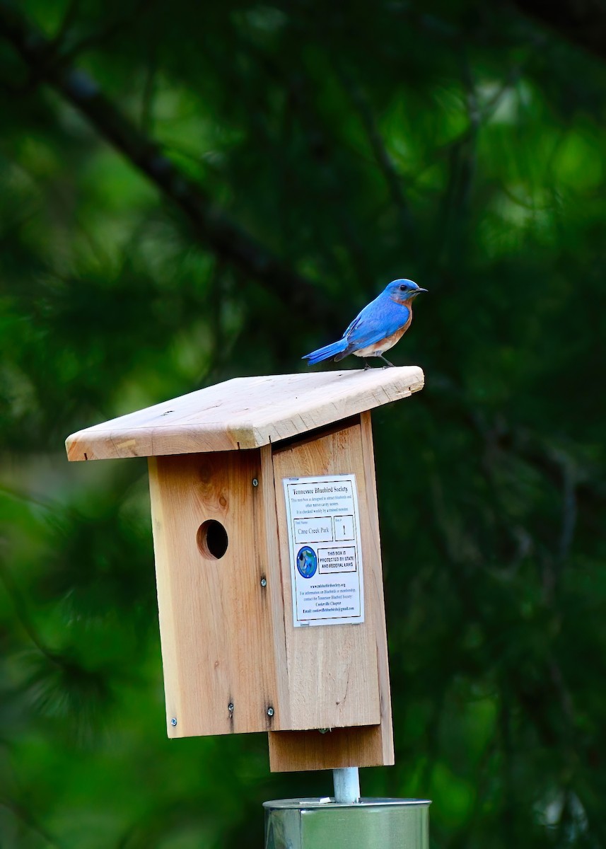 Eastern Bluebird - ML617697894