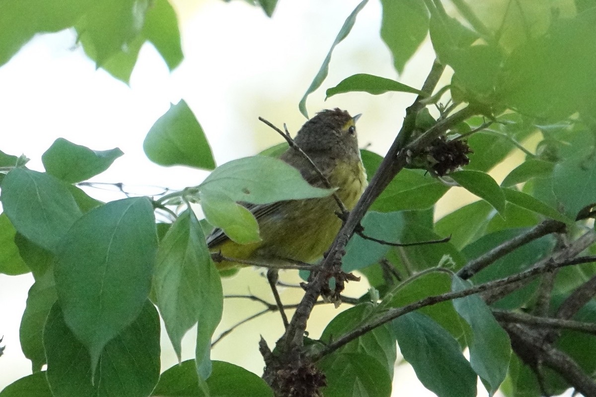 Palm Warbler - ML617697908