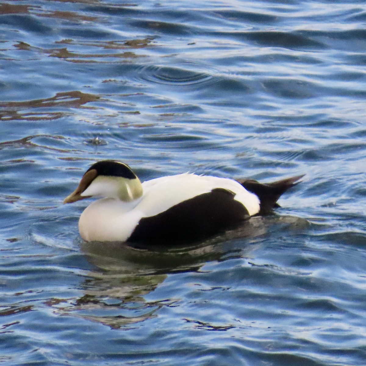 Common Eider - Richard Fleming