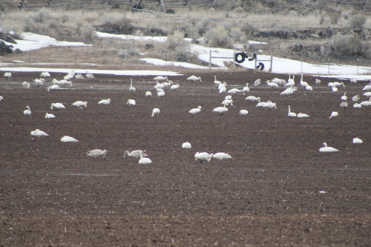 Trumpeter Swan - ML617697999