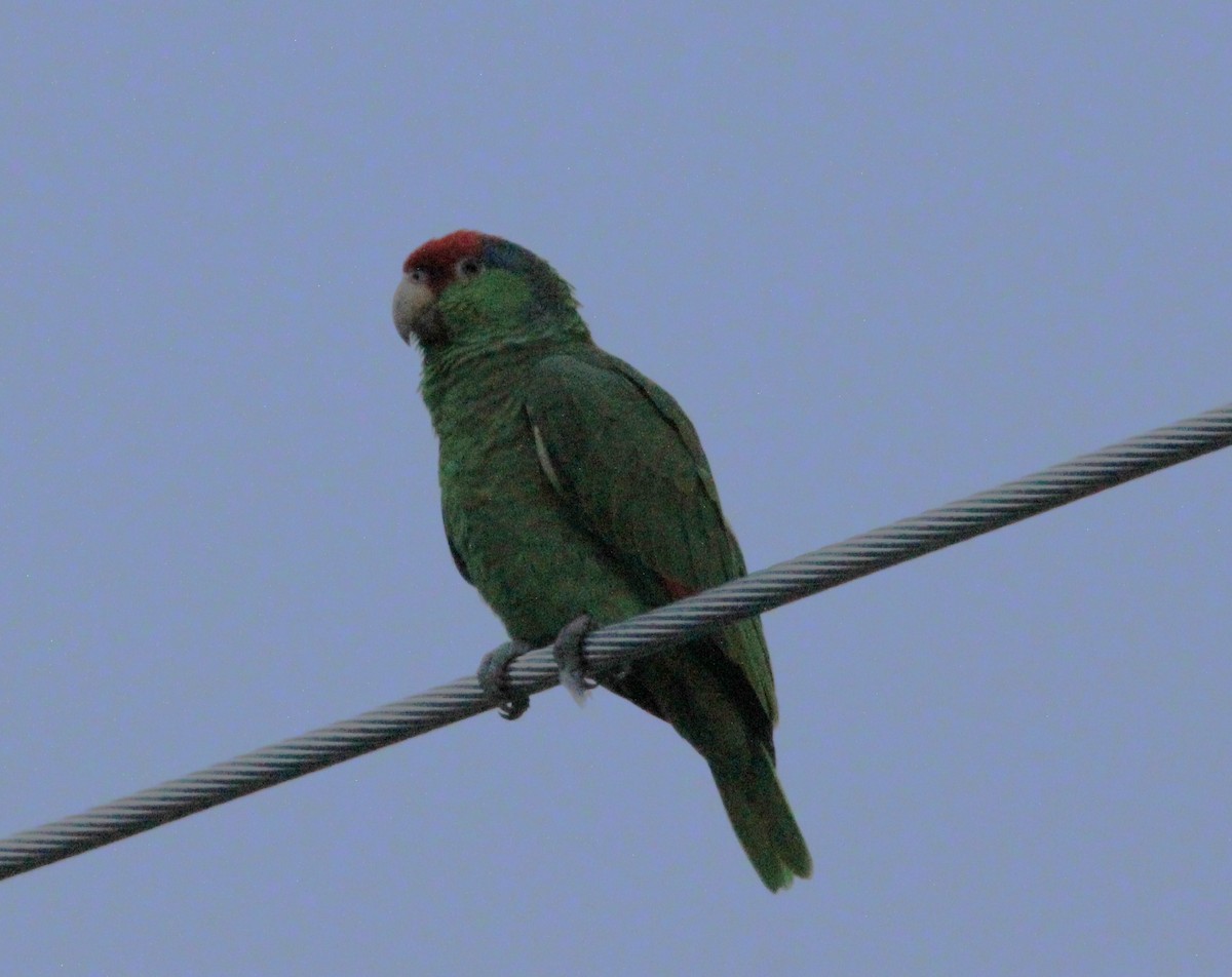 Red-crowned Parrot - ML617698032