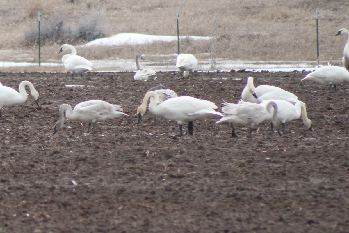 Trumpeter Swan - ML617698048