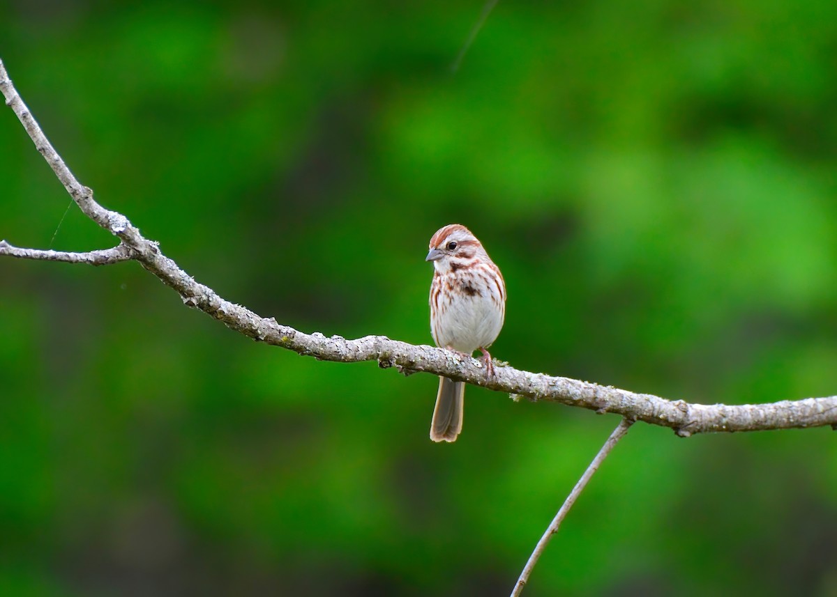 Song Sparrow - Connor Gardner