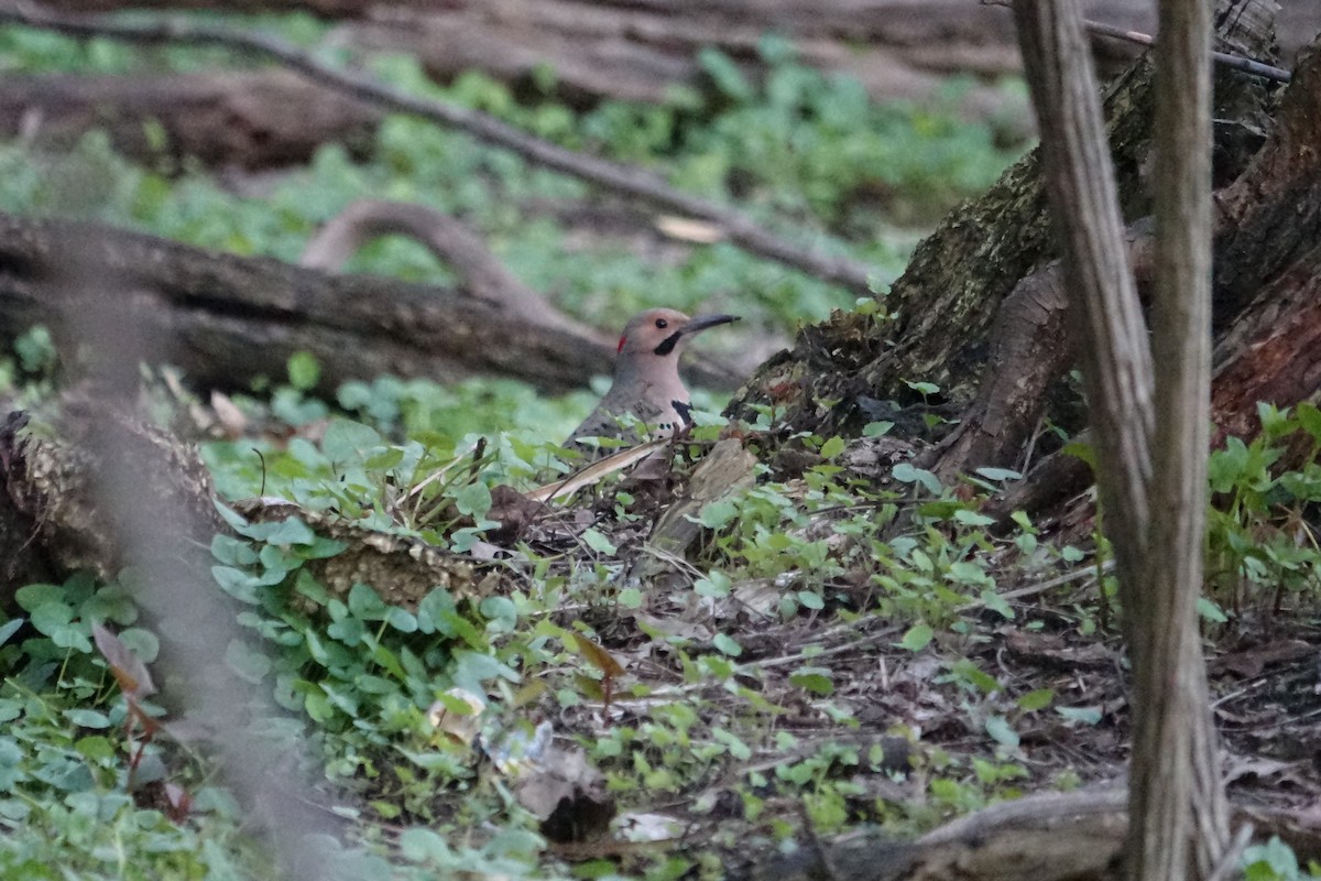 Northern Flicker - ML617698085