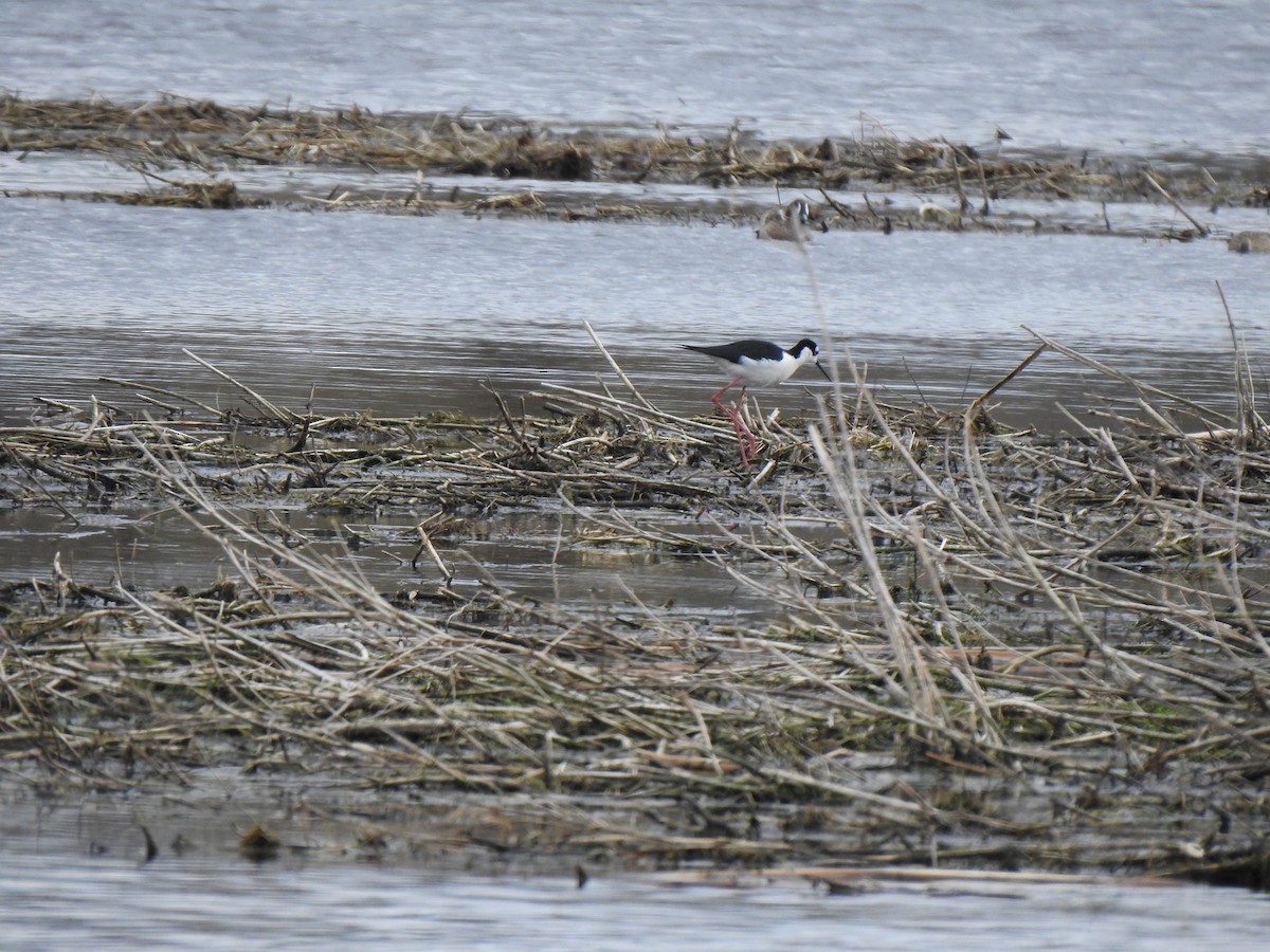 Black-necked Stilt - Elias Takacs