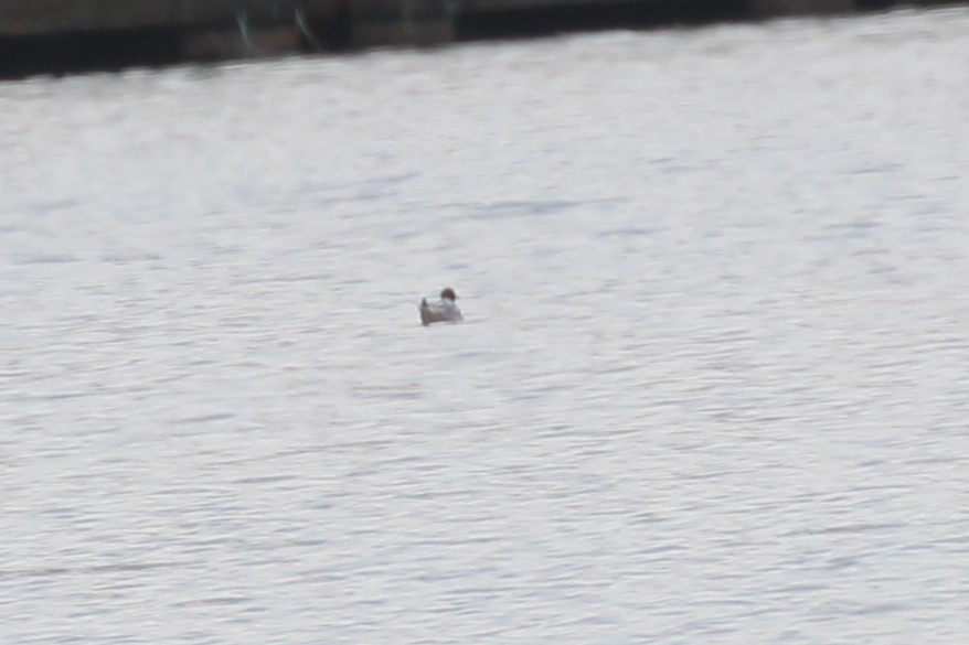 Bonaparte's Gull - Theresa Gessing