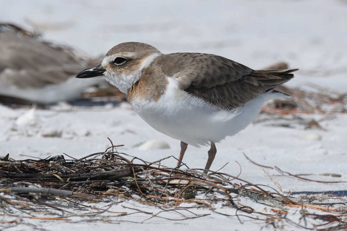 Wilson's Plover - ML617698219