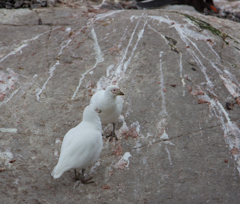 Snowy Sheathbill - ML617698233