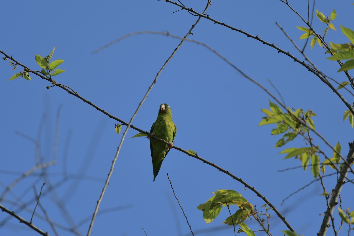 Orange-chinned Parakeet - ML617698234