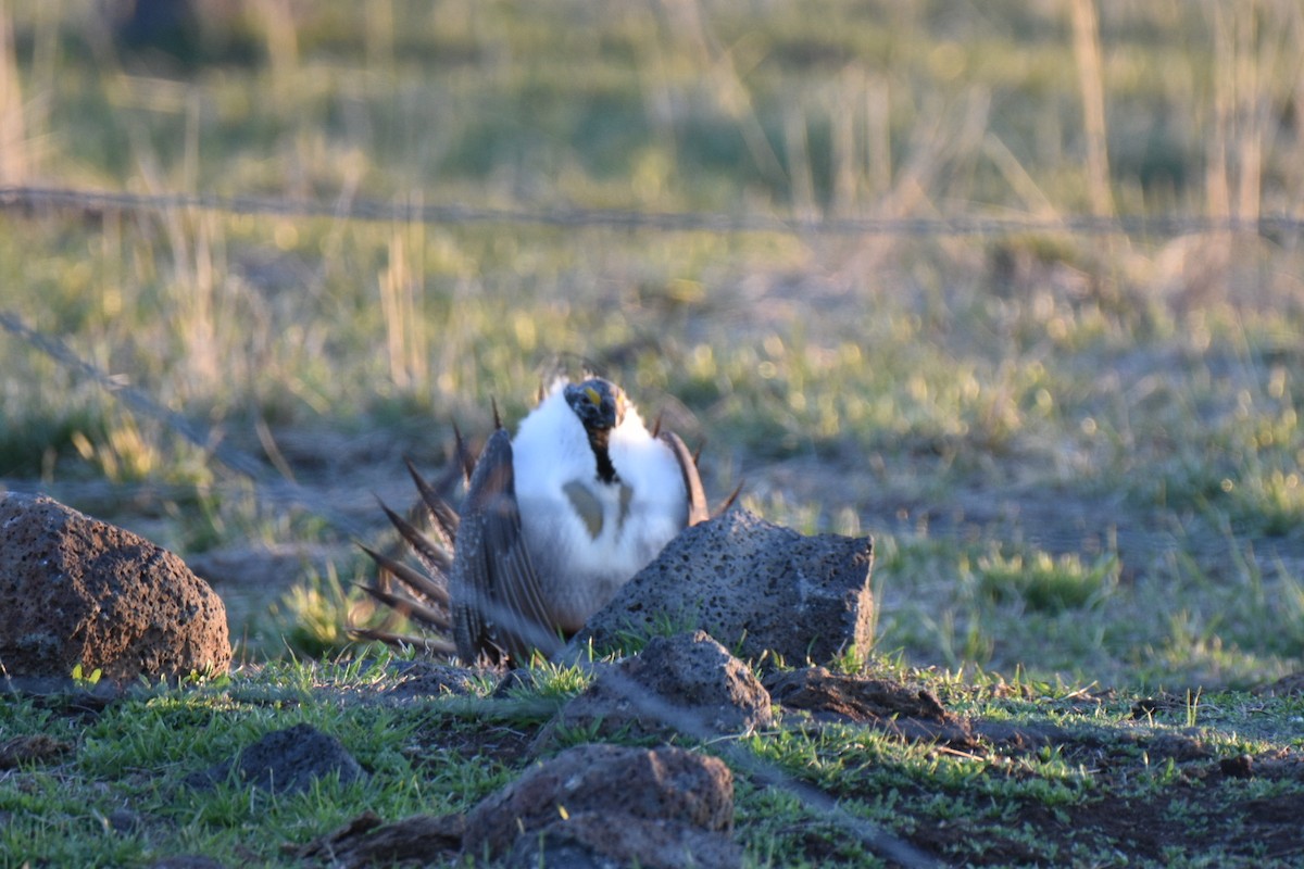 Greater Sage-Grouse - ML617698302