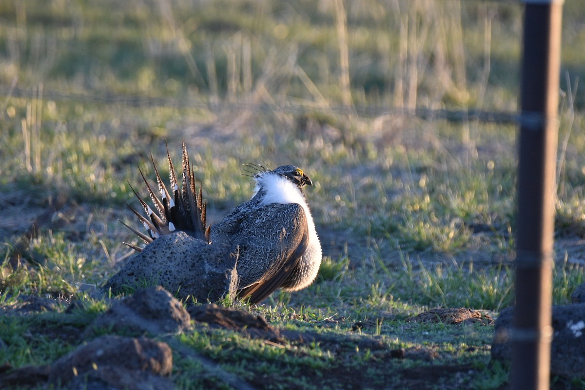 Greater Sage-Grouse - ML617698303