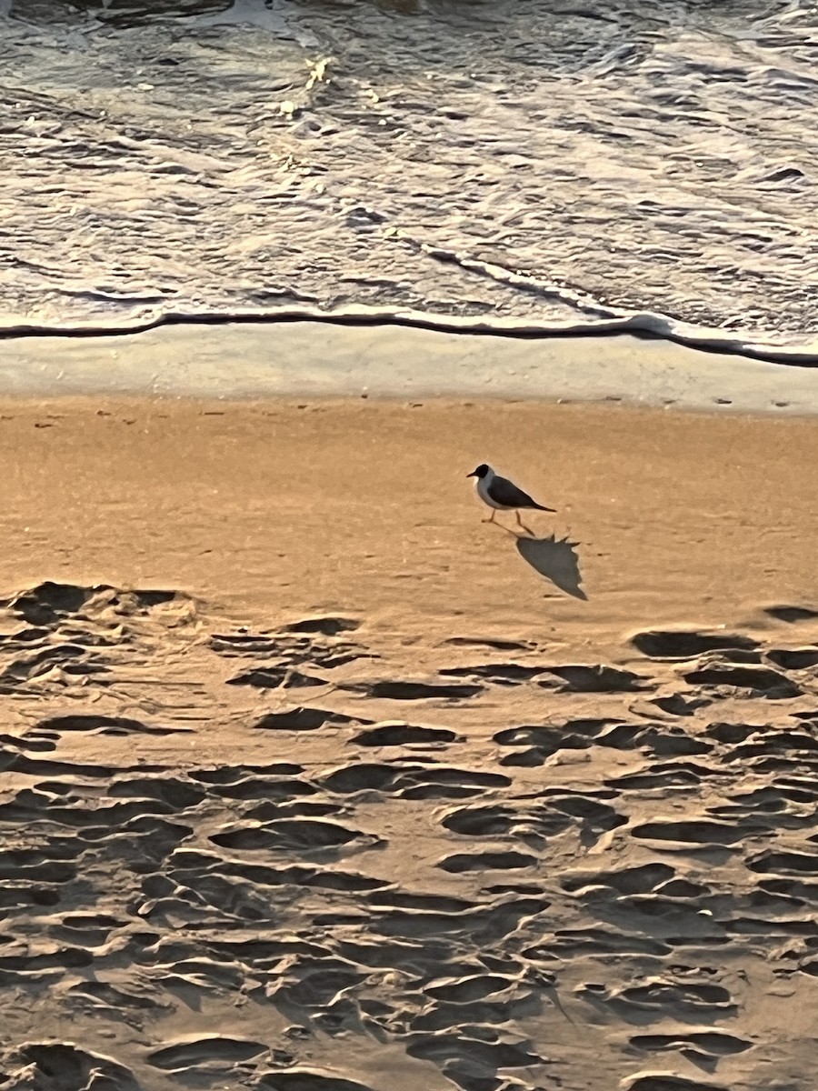 Bonaparte's Gull - ML617698318