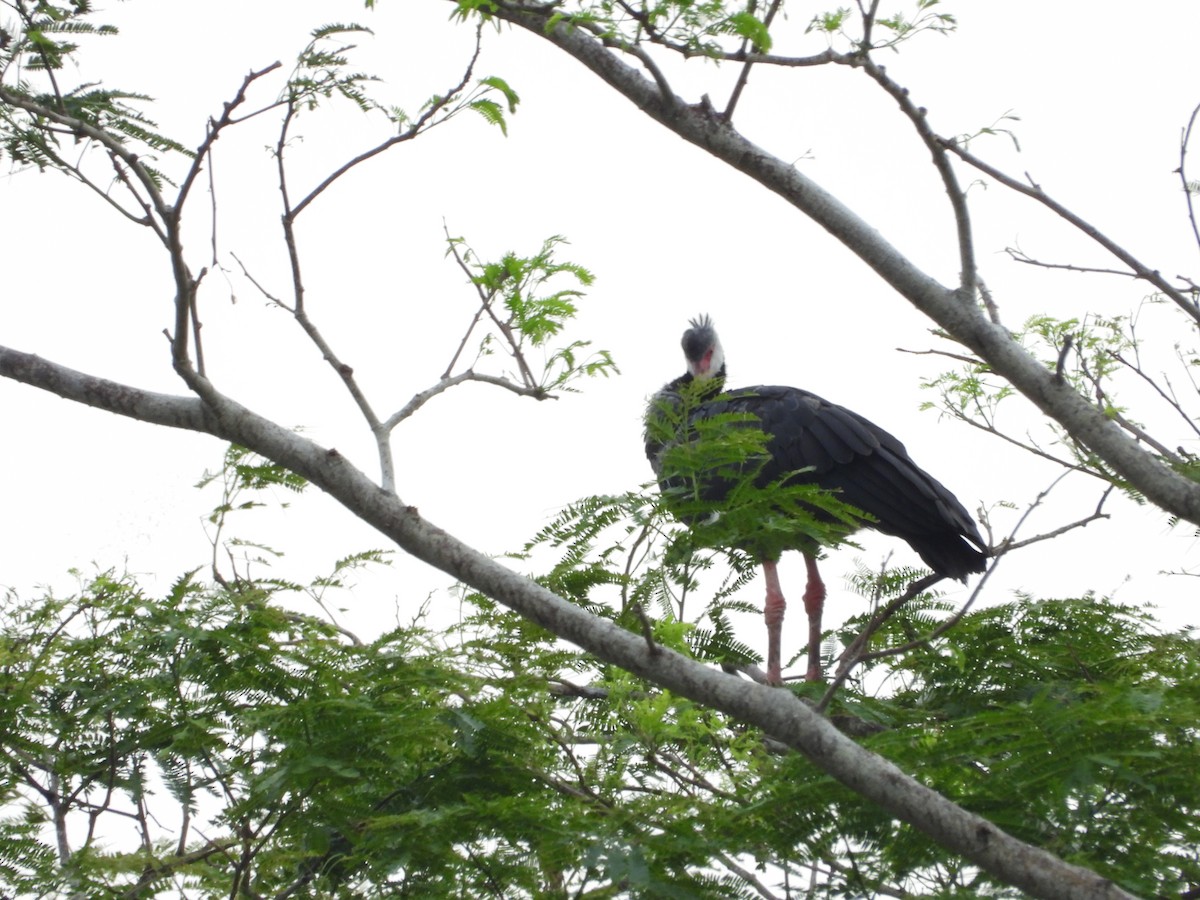 Northern Screamer - ML617698332